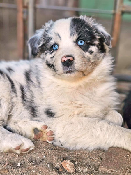 Australian Shepherd Welpen kaufen