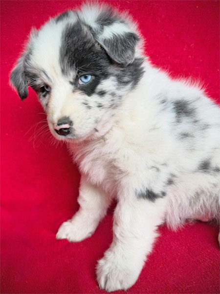 Australian Shepherd Welpen 