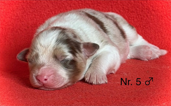 Australian Shepherd Wurf mit einer Woche