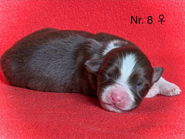 Süßer Australian Shepherd Welpe aus liebevoller Aufzucht
