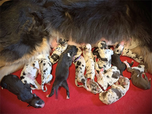 Aktueller Australian Shepherd Wurf Welpen kaufen