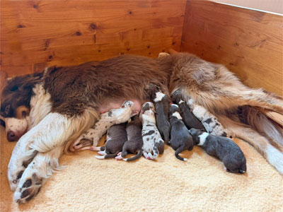 Wurf Australian Shepherds Welpen